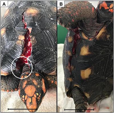 Case report: An innovative non-invasive technique to manage shell injuries in C. carbonarius